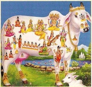 From Thompson reading: The sheep as articulated in this piece shares similar reverence to the cows for Hindus. We believe that the cow, since she gives us milk comes close to representing âour mothersâ. In addition, the cow makes agriculture possible and is revered and honored in many spiritual and sacred religious practices. For these reasons cows are scared to us, thus killing and eating them is a great crime to humanity.