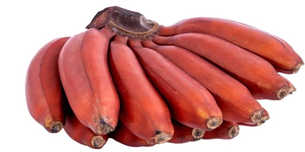 Red banana