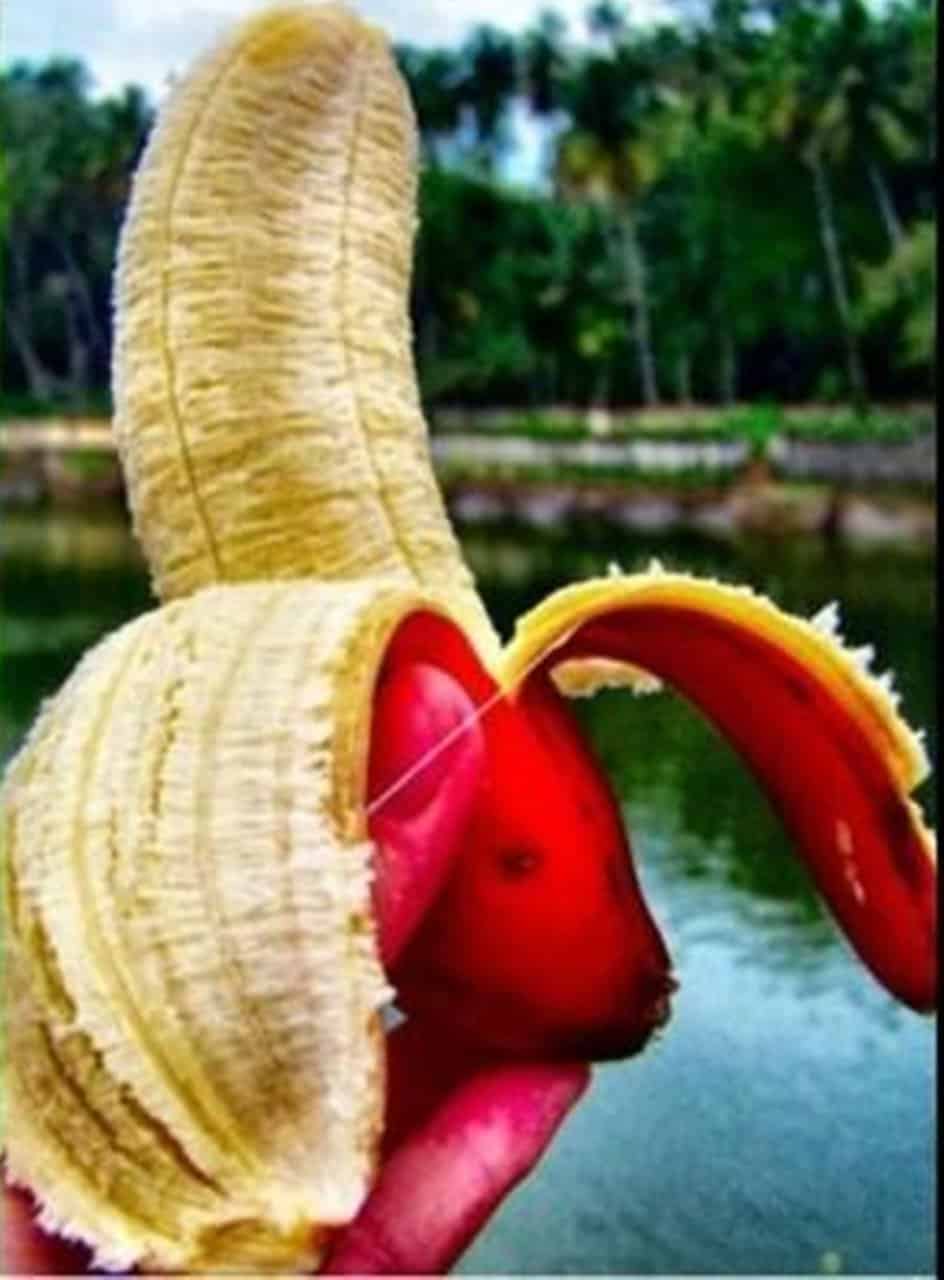 red banana2