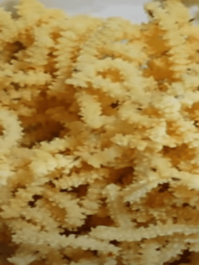 வெண்ணை முறுக்கு