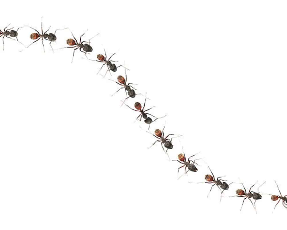 Ant line