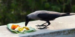 Crow and food