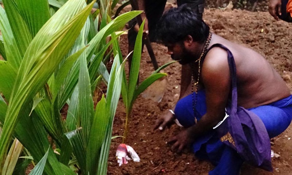 Sabarimala coconut tree 1