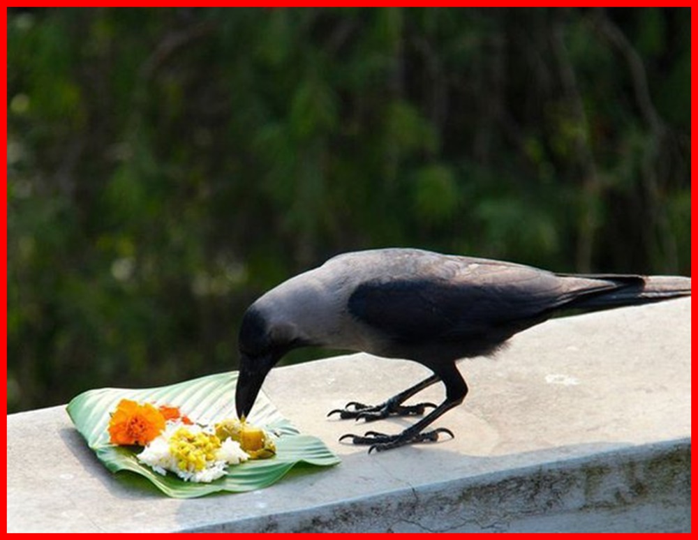 crow eat food