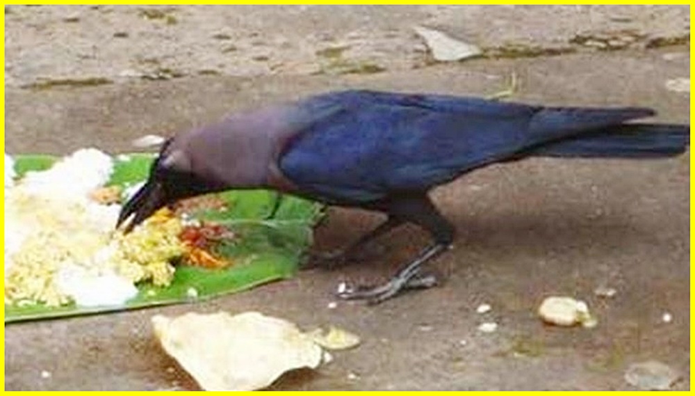 crow eat food1