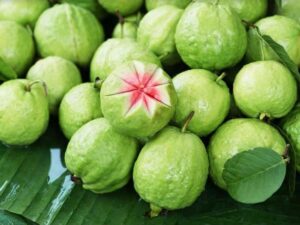 guava 4