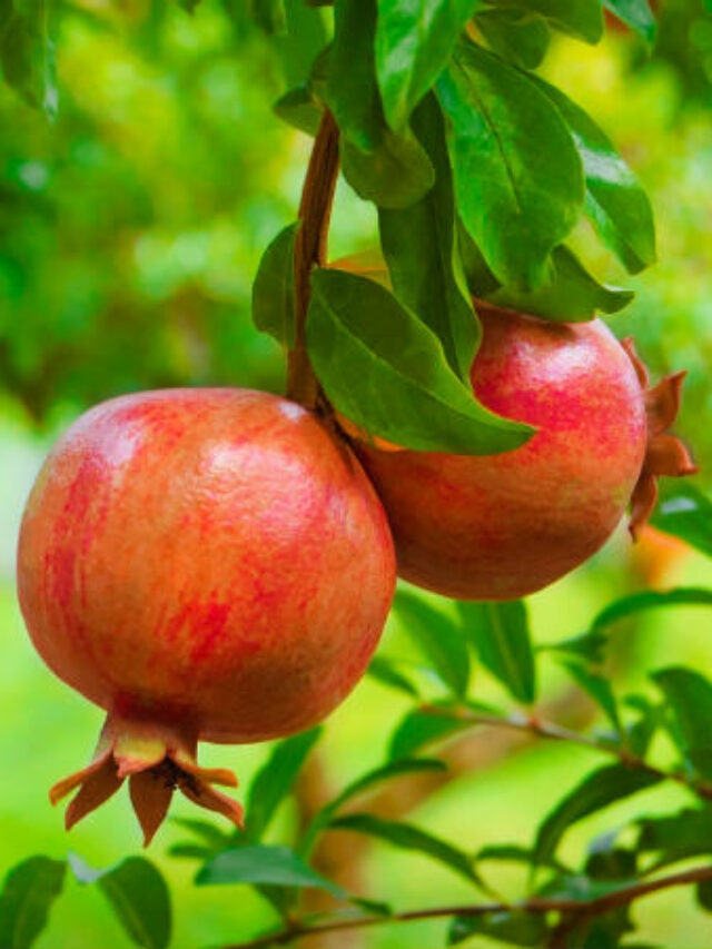 pomegranate-pic
