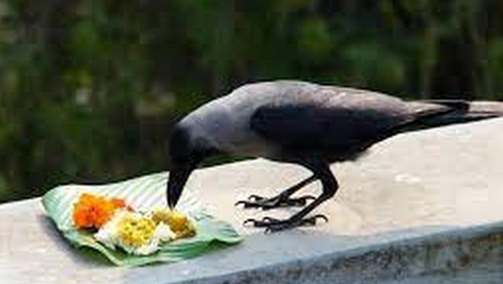 Amavasi crow