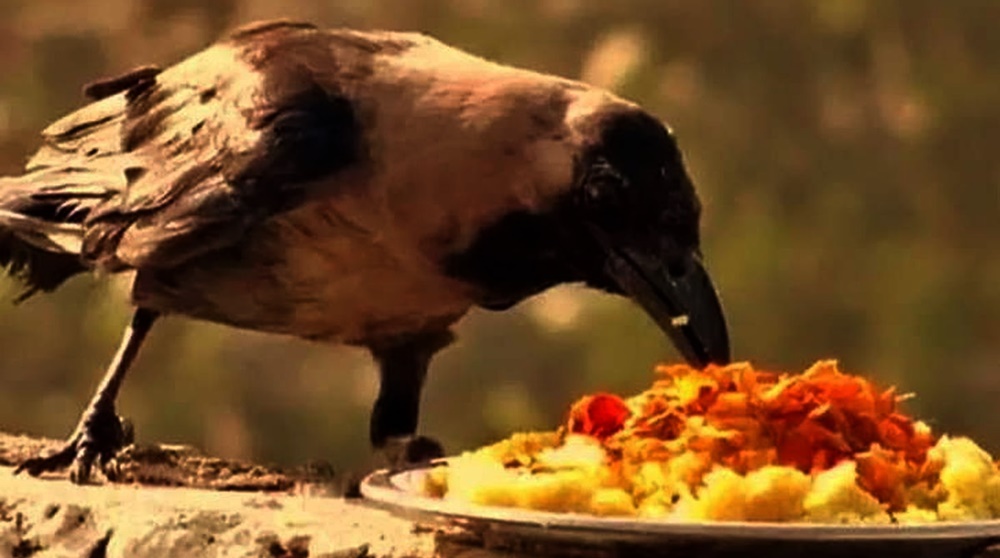crow eat