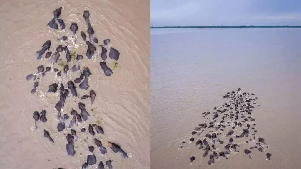 Assam : Huge herd of wild elephants swims across the Brahmaputra river