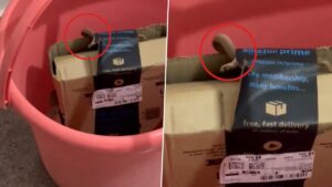A Bangalore couple posted a video of a venomous snake inside the Amazon parcel