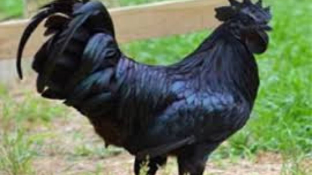 Black Chicken