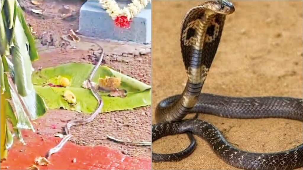 A cobra visited the Dindigul temple festival