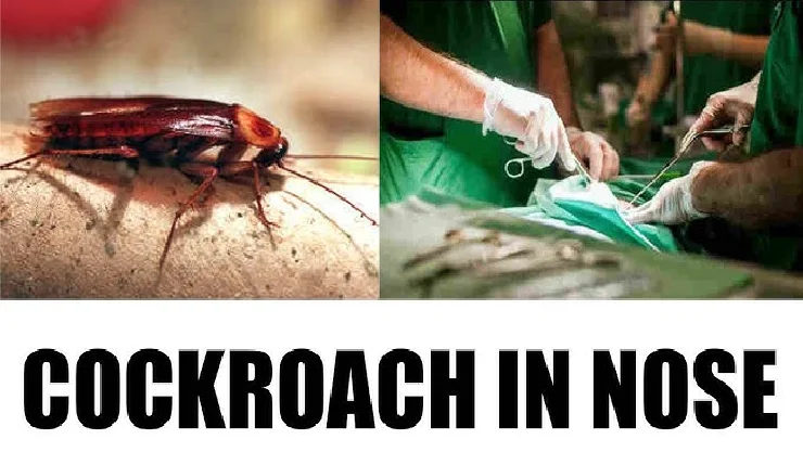 cockroach