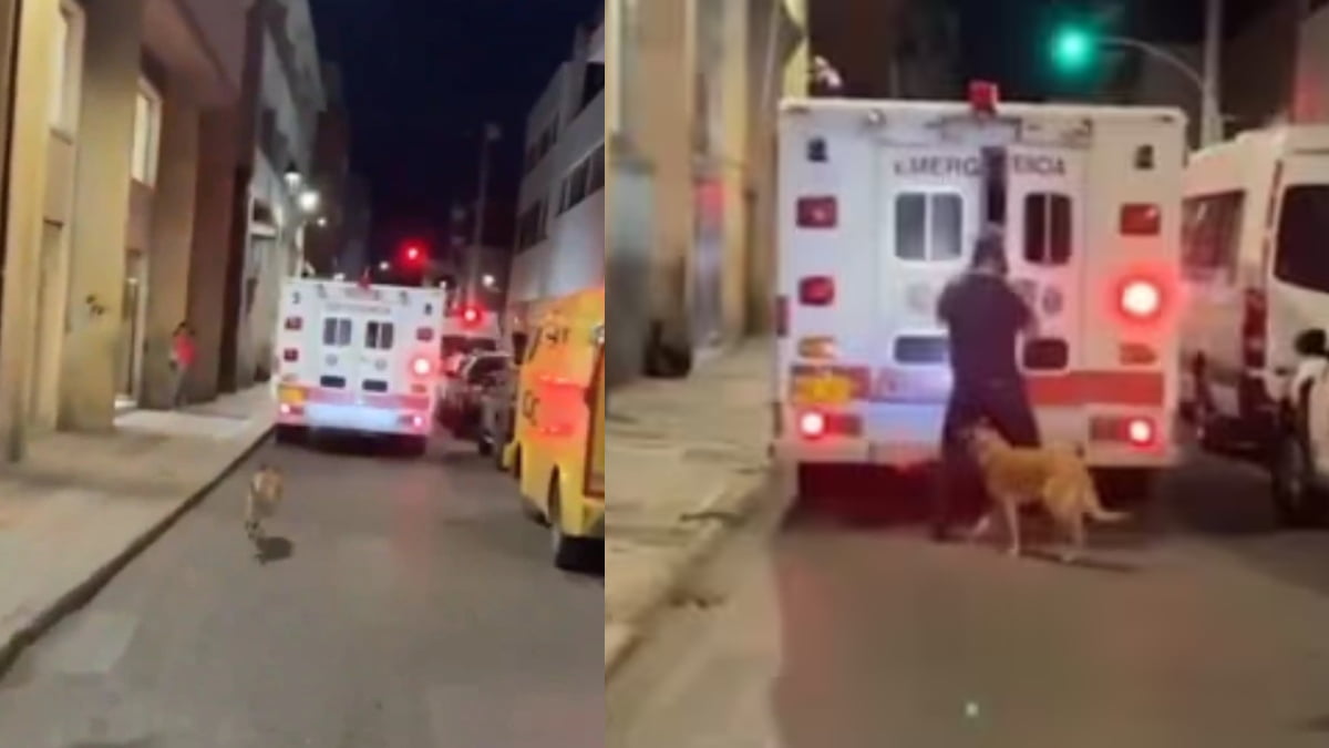 dog running behind ambulance video