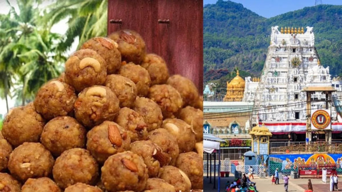 Cow fat and fish oil are used instead of ghee in Tirupati laddu: check latest update