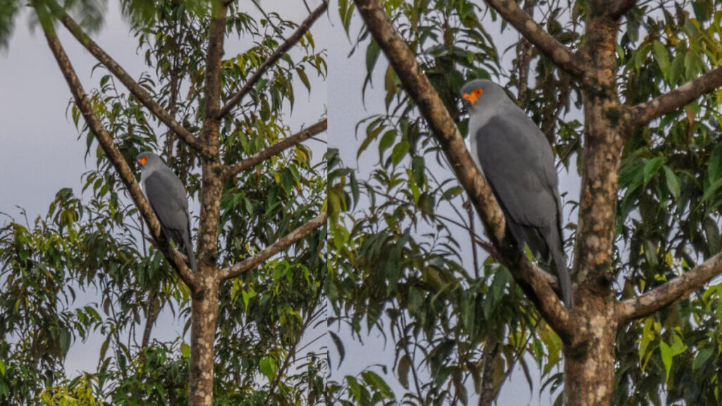 new britain goshawk