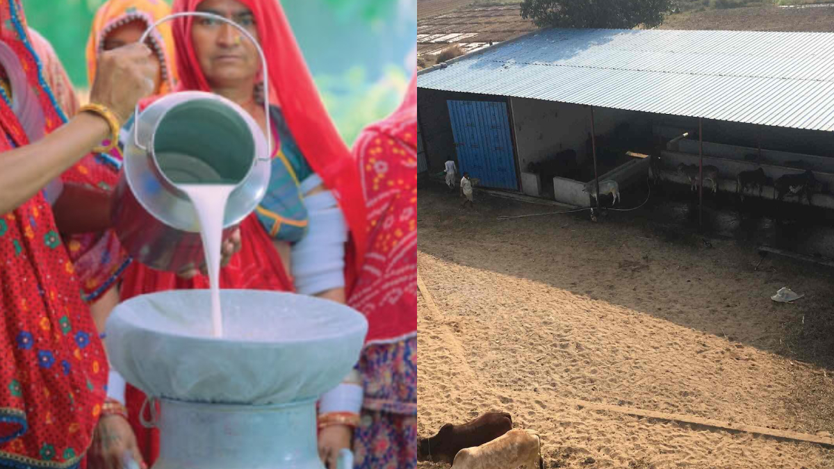 sirohi village milk not for sale