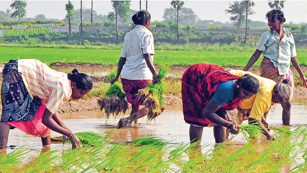 central accepted the request of the Tamil Nadu and extended till 30th to apply for crop insurance