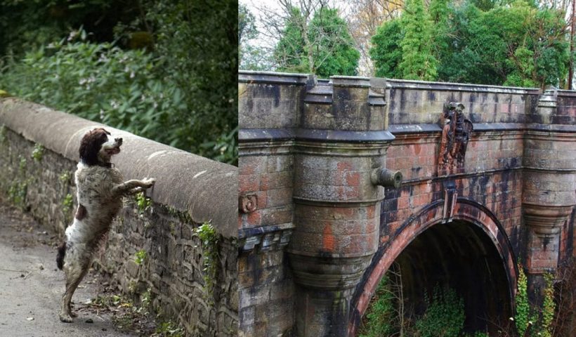 Dog in Overtoun Bridge