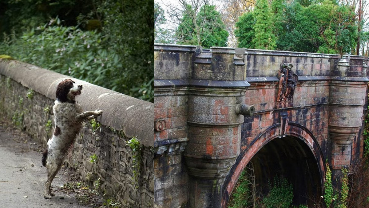 Dog in Overtoun Bridge