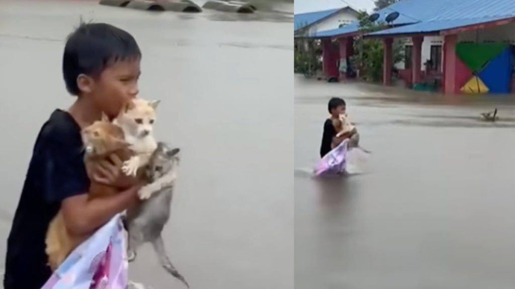 Malaysia boy save 3 cats in flood