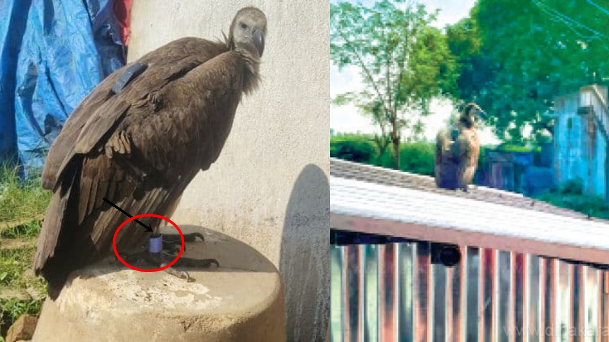 Was the eagle that was spotted with a GPS device in Cuddalore sent for reconnaissance?