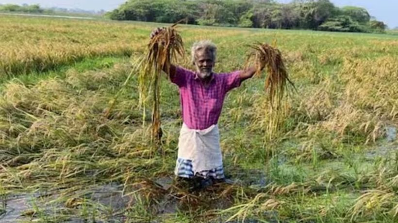 What are the methods to save paddy crops submerged in rain: Tirunelveli Agriculture Officer explains