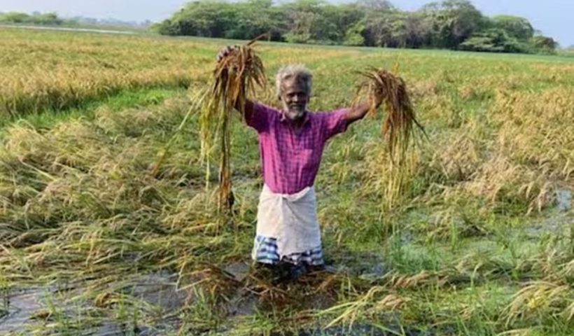 What are the methods to save paddy crops submerged in rain: Tirunelveli Agriculture Officer explains