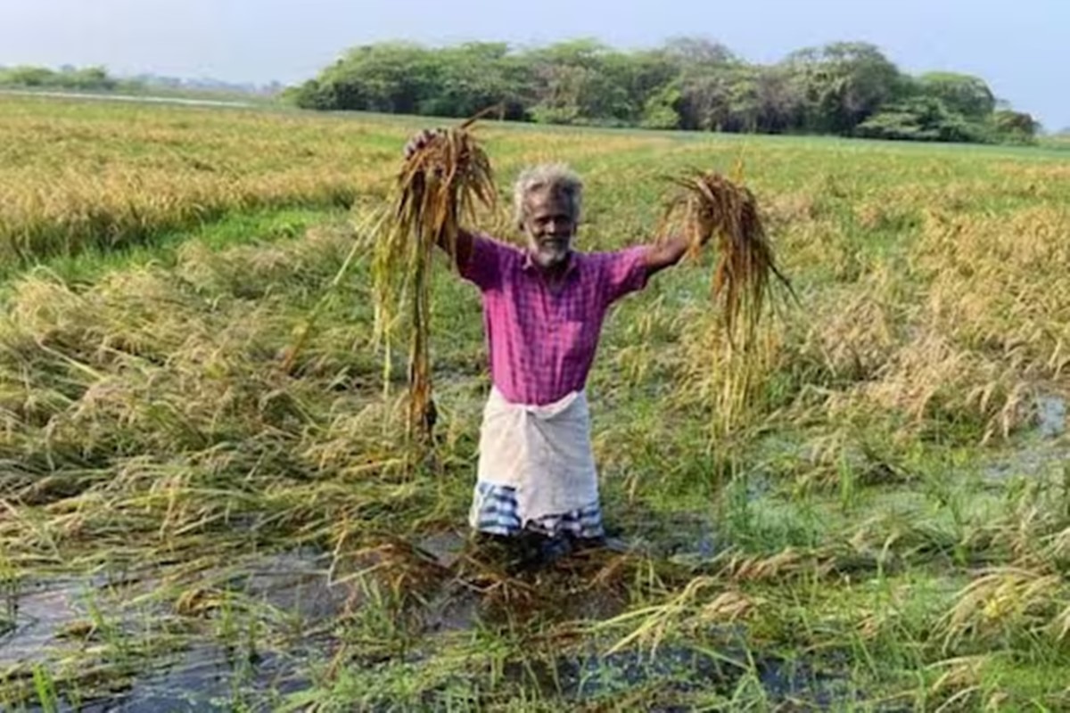 What are the methods to save paddy crops submerged in rain: Tirunelveli Agriculture Officer explains