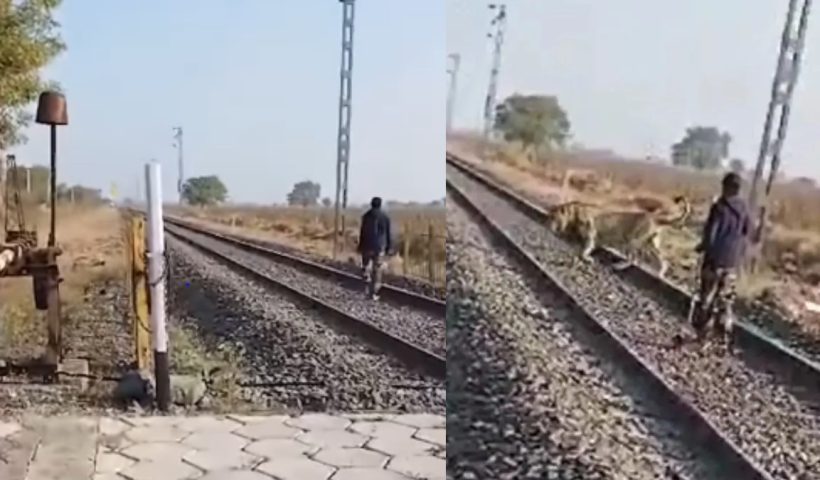 Forest Guard Bravely deal lion