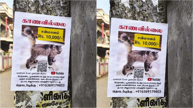 Announcement in Kanyakumari: Rs. 10,000 reward for finding and returning a cat