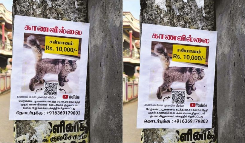 Announcement in Kanyakumari: Rs. 10,000 reward for finding and returning a cat