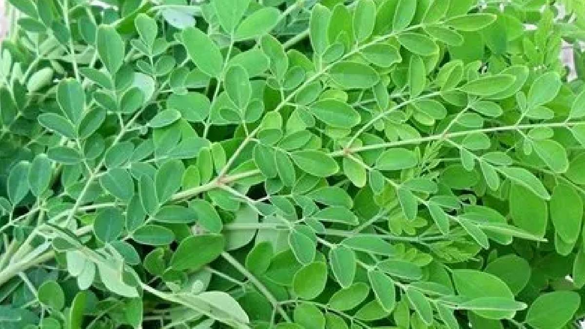 என்னது ஆஸ்துமாவைக் குணப்படுத்துதா முருங்கைக்கீரை? அட இவ்ளோ நாளா தெரியாமப்போச்சே!