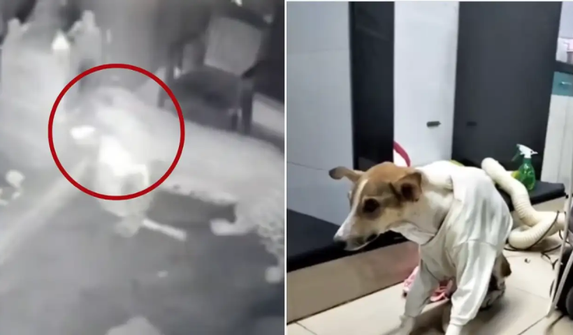 dog
