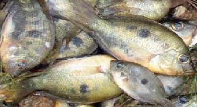 fish