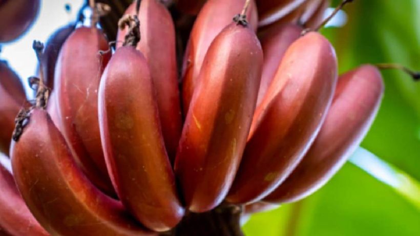 red banana