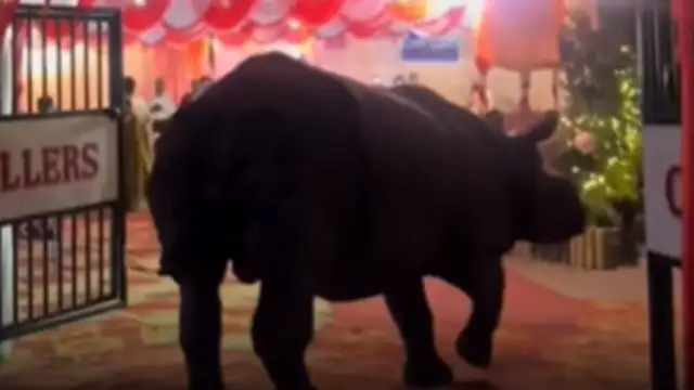 rhino