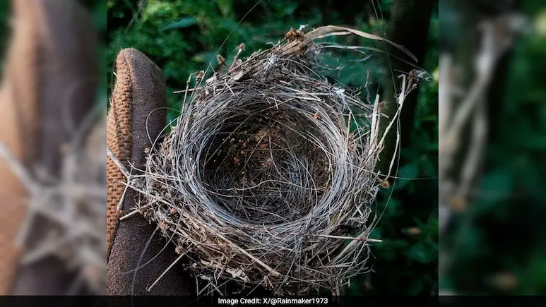 nest