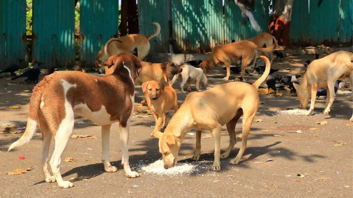 பொதுமக்களை தாக்கும் வளர்ப்பு நாய்கள்.. நாய்கள் உரிமையாளர்களுக்கு சென்னை மாநகராட்சி எச்சரிக்கை..!