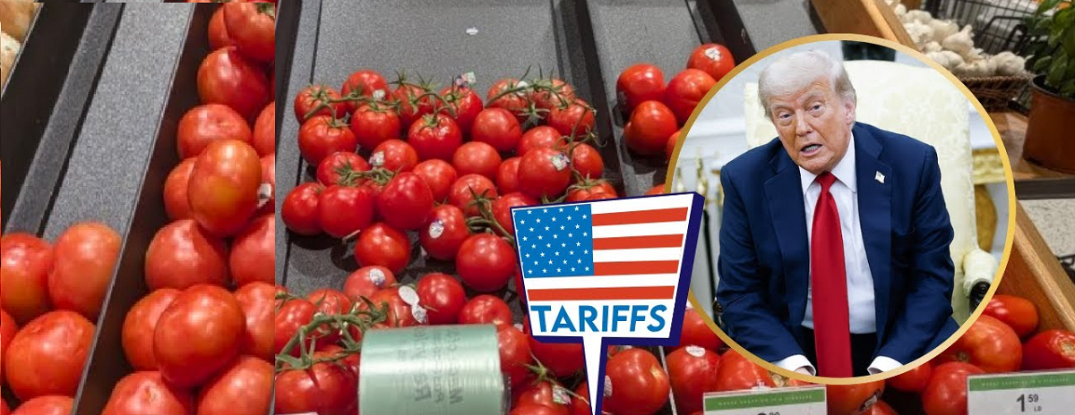 எனக்கா வரி போட்ற.. தக்காளி இல்லாமல் சாவுங்கடா.. அமெரிக்காவுக்கு தக்காளி ஏற்றுமதி நிறுத்தம்.. ஒரு கோமாளியை அதிபரா தேர்ந்தெடுத்துட்டோமே.. நொந்து நூலான அமெரிக்க மக்கள்..!