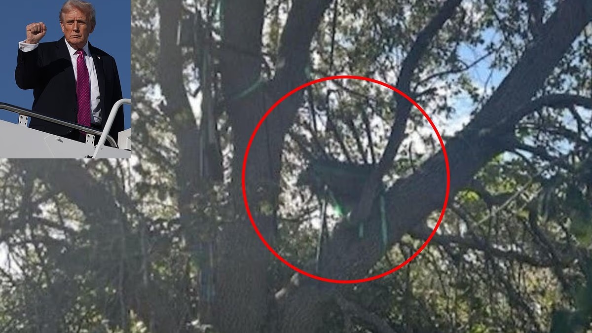 ஏர் ஃபோர்ஸ் ஒன் விமானத்தை பார்க்கும் வகையில் அமைக்கப்பட்ட வேட்டை மேடை.. பறவைகளின் கூடுபோல் வடிவமைக்கப்பட்ட கொலை மேடை.. டிரம்பை கொல்ல சதியா? எதிரிகளை அதிகம் சம்பாதிக்கிறாரா டொனால்ட் டிரம்ப்?