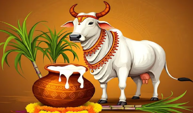 maattup pongal