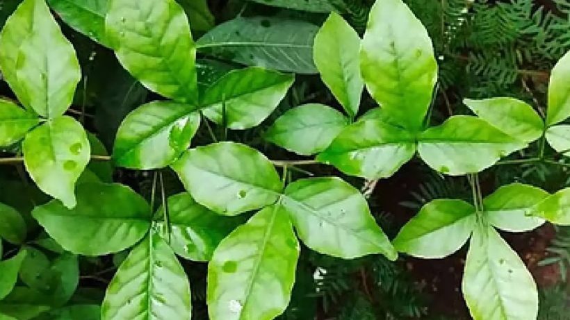 vilva maram