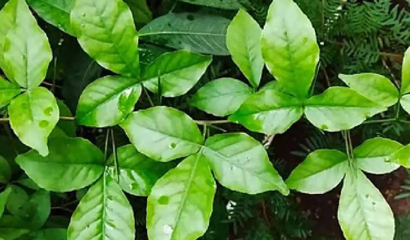 vilva maram