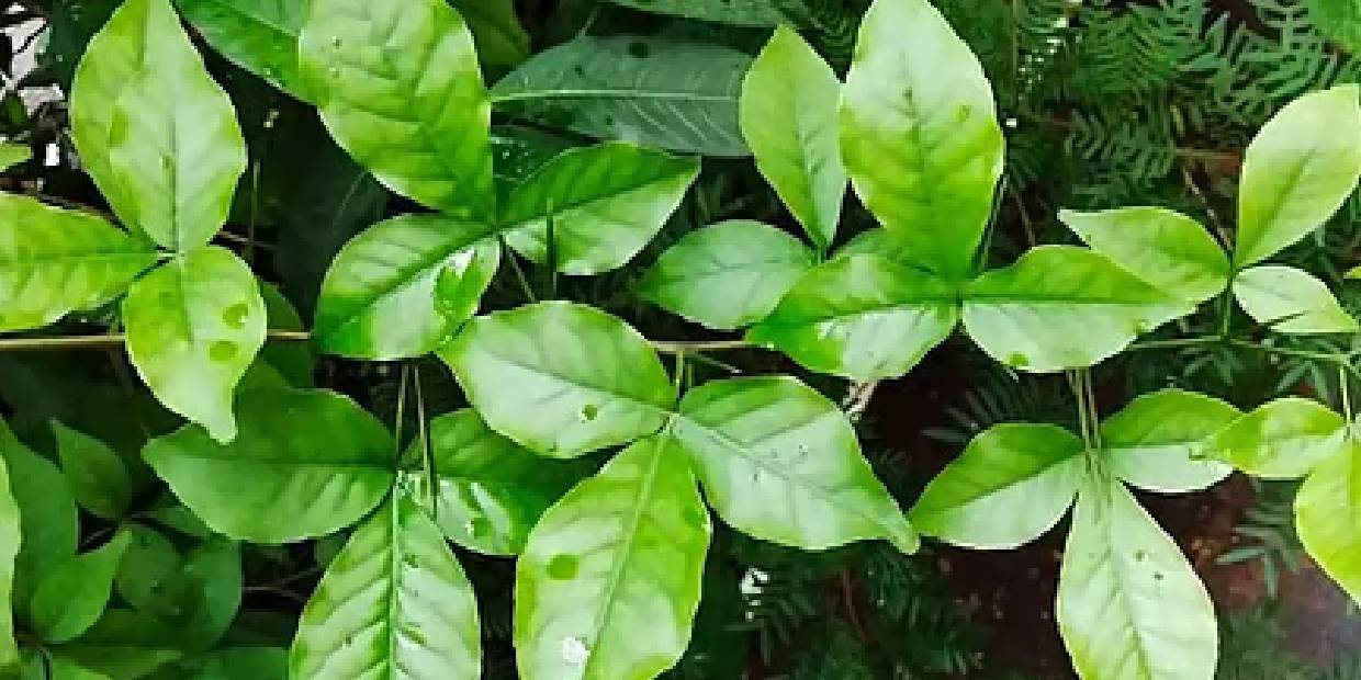 vilva maram