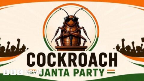 cockroach